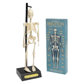 squelette educatif anatomique