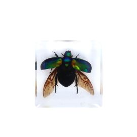 scarabée à ailes sous résine