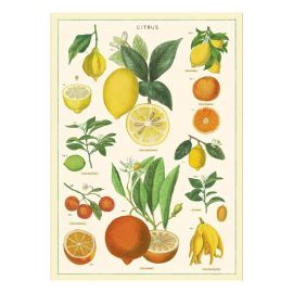 affiche vintage Planche naturelle de Citrons Cavallini
