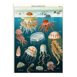 Affiche vintage méduses