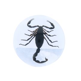 scorpion-noir-inclusion-sous-resine
