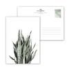 Carte postale Sansevieria