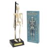 Squelette anatomique éducatif