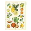 Affiche vintage citrons