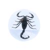 Scorpion noir inclusion sous résine