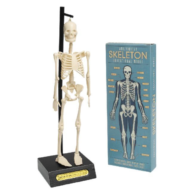 Squelette anatomique éducatif Rex London - Le petit Souk